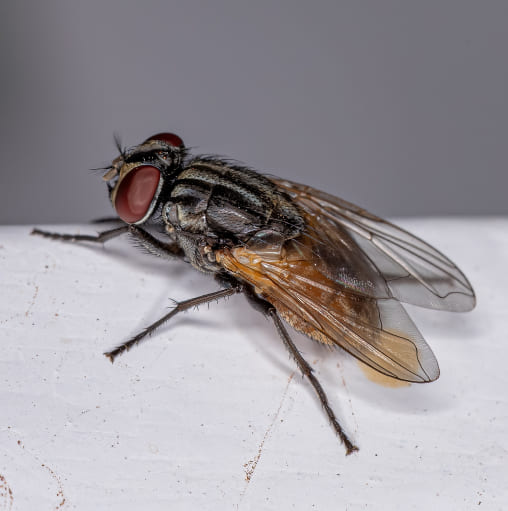 Insektenschutz